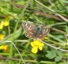 Spialia sertorius